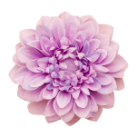 Beauty flower